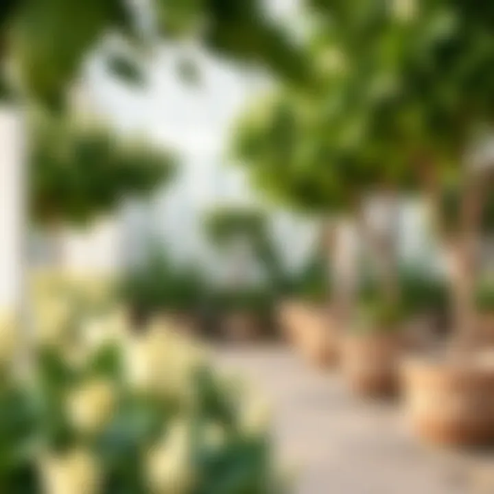 Magnificent Exploring Gardenia Nursery in Dubai: A Comprehensive Guide