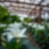 Exploring Gardenia Nursery in Dubai: A Comprehensive Guide Introduction