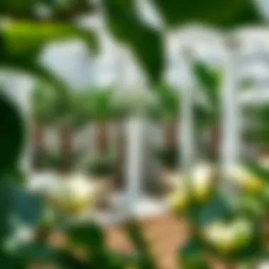 Exploring Gardenia Nursery in Dubai: A Comprehensive Guide Summary Exploring Gardenia Nursery in Dubai: A Comprehensive Guide Summary